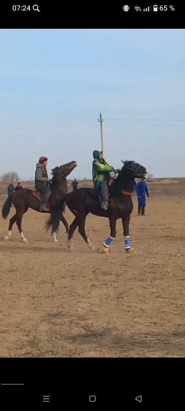 Uloqchi OT sotiladi qora peshana oq