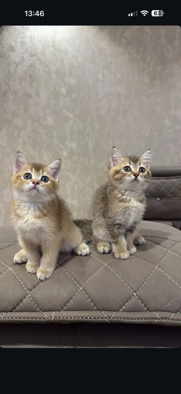 Scottish fold mushukchalar 6