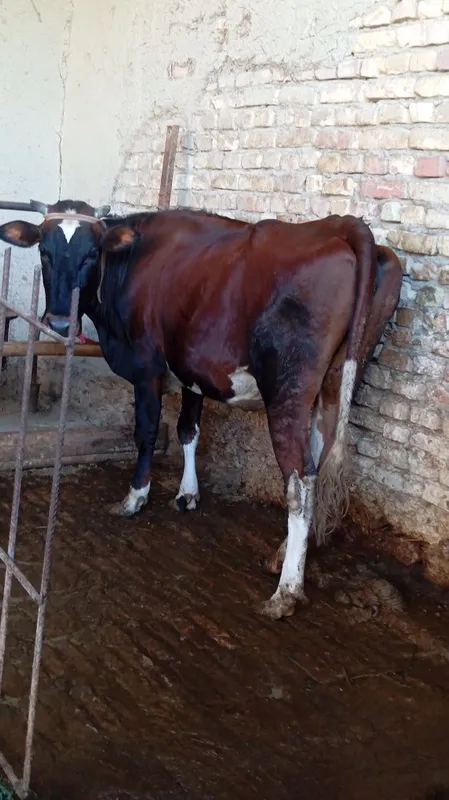 Sigir sotiladi. 1