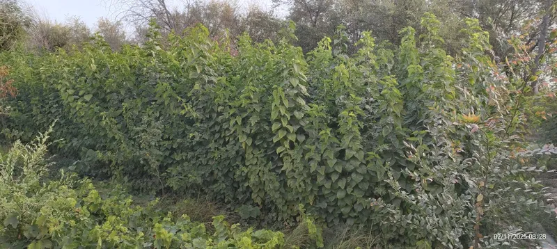 Mevali va manzarali kuchatlar optim narxda — фото 1