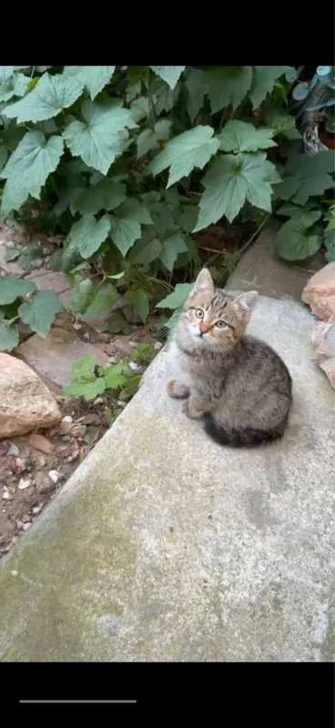 Здоровые , милые КОТЯТА. Отдам только тем , кто по настоящему любит жи