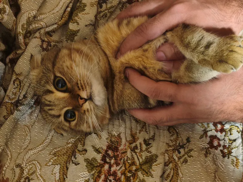 Вязка ищем кошечку