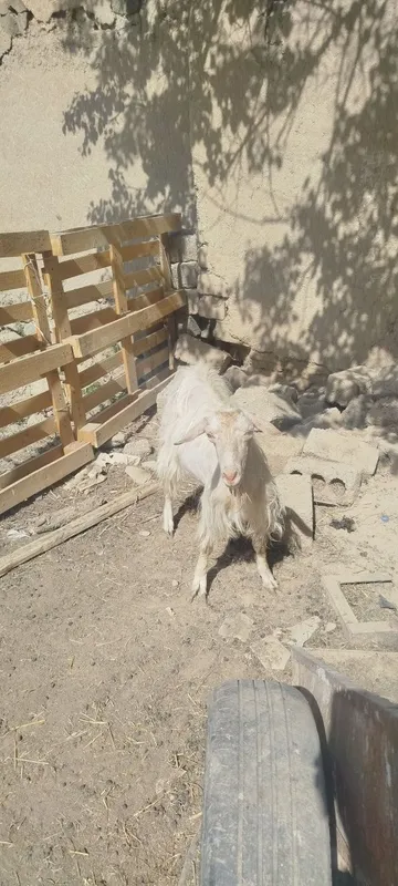 Sot yoʻnalishdagi toza echkilar 6 Sot yoʻnalishdagi toza echkilar 6