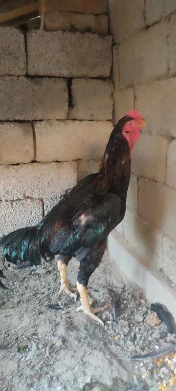 Dakan xoʻrozla sotiladi 5