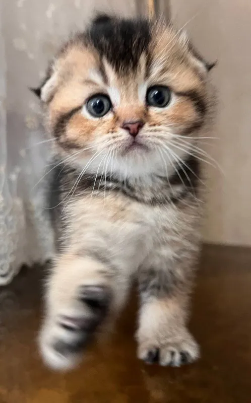 Продаются котята 1