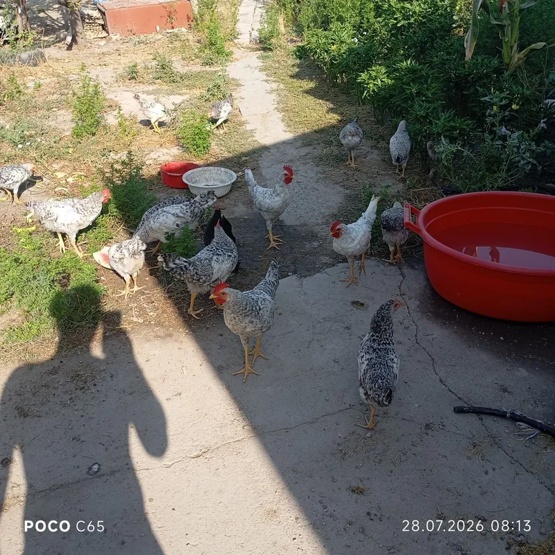 Продаются Цыплята Барковская Барвистая 1