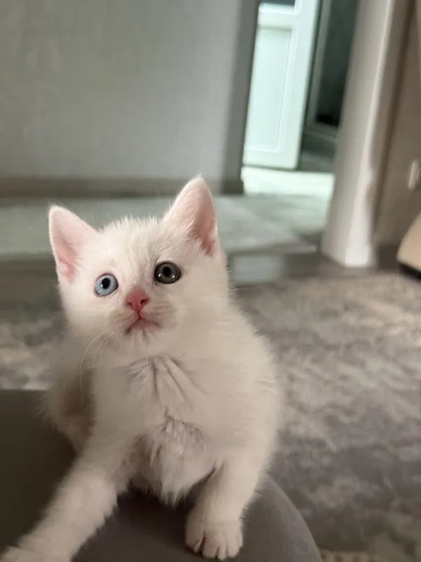 Отдаются котята в добрые руки 5