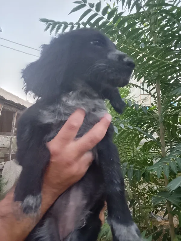 Spaniel urg‘ochi it Spaniel urg‘ochi it