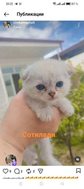 сколшфод