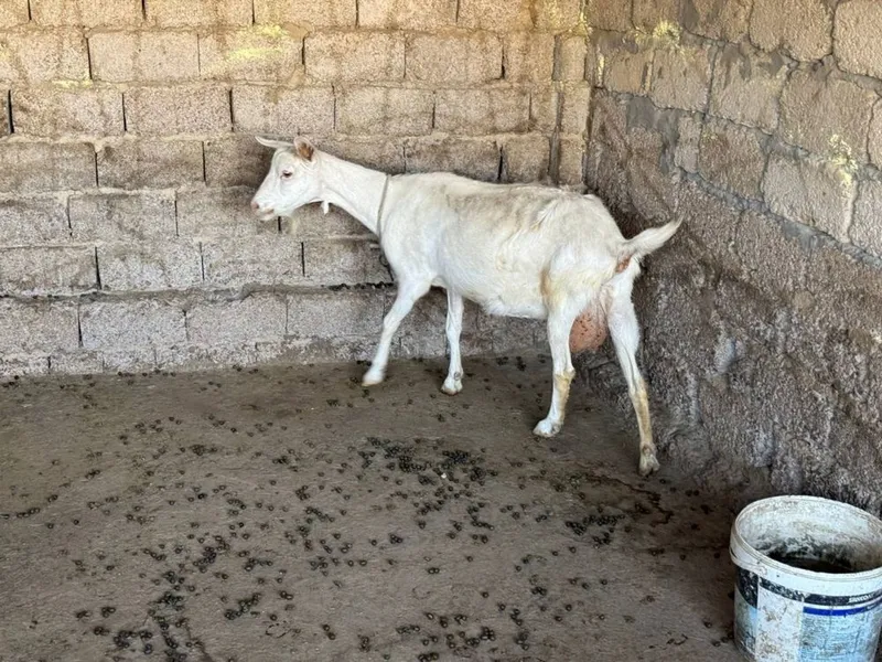 Zotdor echkilar 3 litrgacham sut beradi 3 tadan bolalidi — фото 5