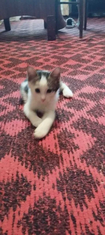 Отдадим котят в хорошие руки