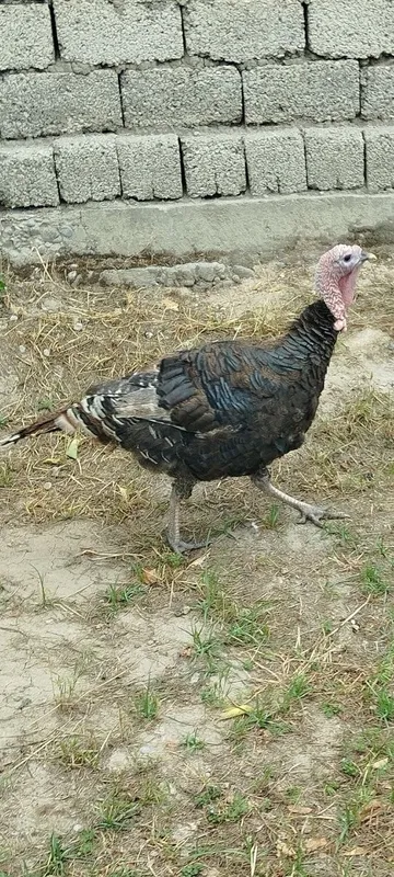 1 ta erka, 1 ta urg'ochi kurka va 10 ta 2 haftalik jo'jasi bilan.