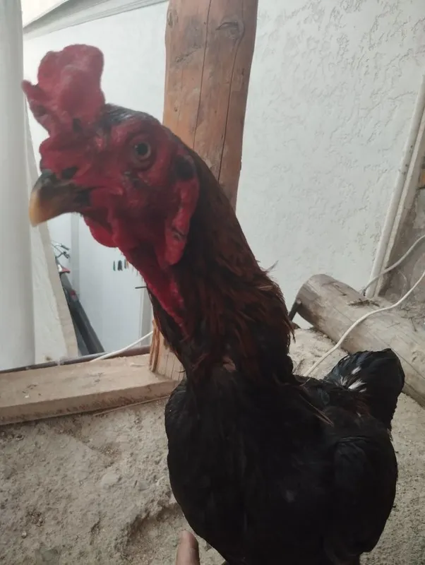 Dakan xuroz sotiladi 5
