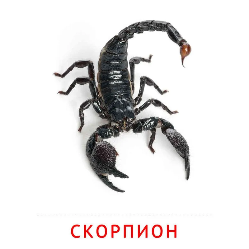 дезинфекция от скорпионов