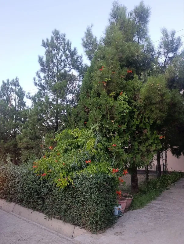 Коттедж сотилади — фото 3
