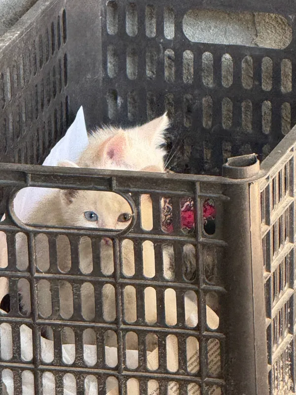 Котята бесплатно отдаются в надёжные руки 2