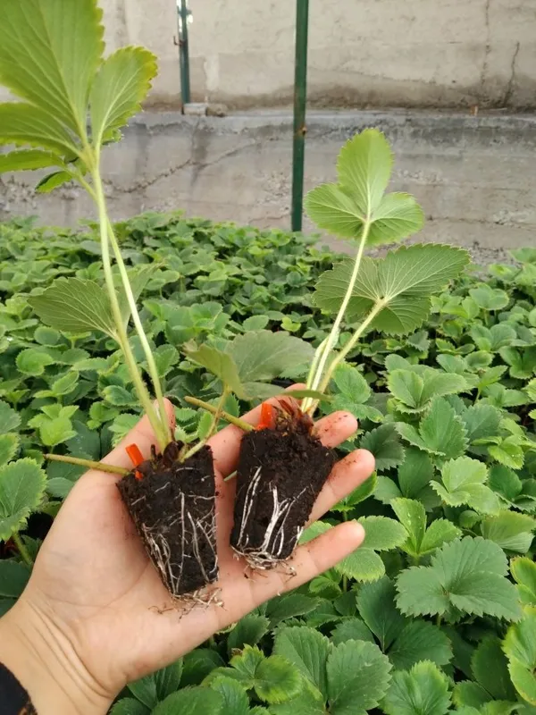 Qulupnay koʻchatlari bor Ko‘c — фото 2