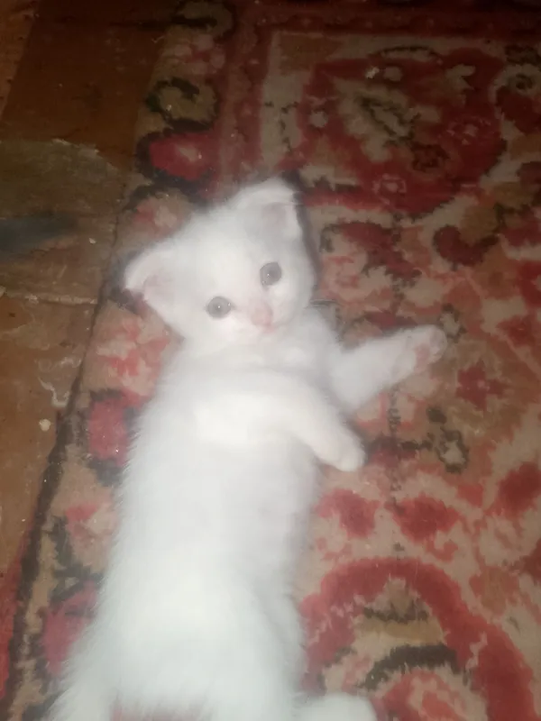веслаухие котята 2 веслаухие котята 2