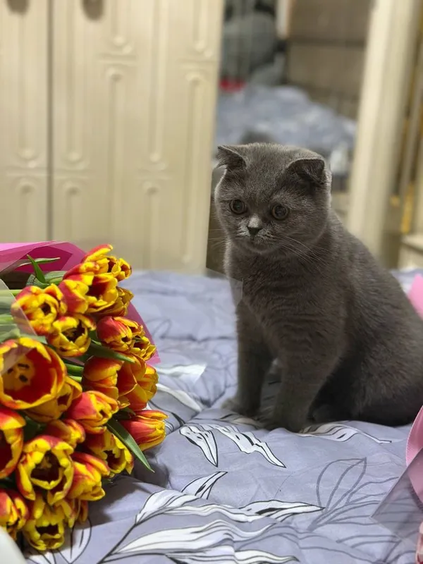 Скотиш фолд сотилади — фото 2