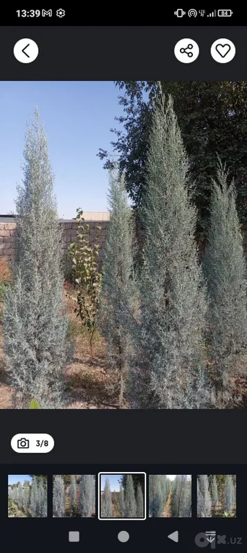 Arizonskiy kiparis sotiladi 7 Arizonskiy kiparis sotiladi 7