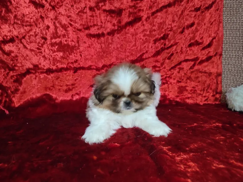 Pekines kuchukchasi sotiladi 5 Pekines kuchukchasi sotiladi 5