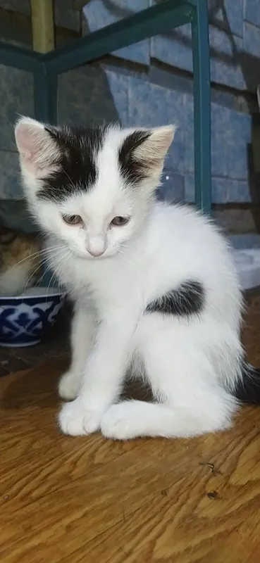Котята, домашние 1 Котята, домашние 1