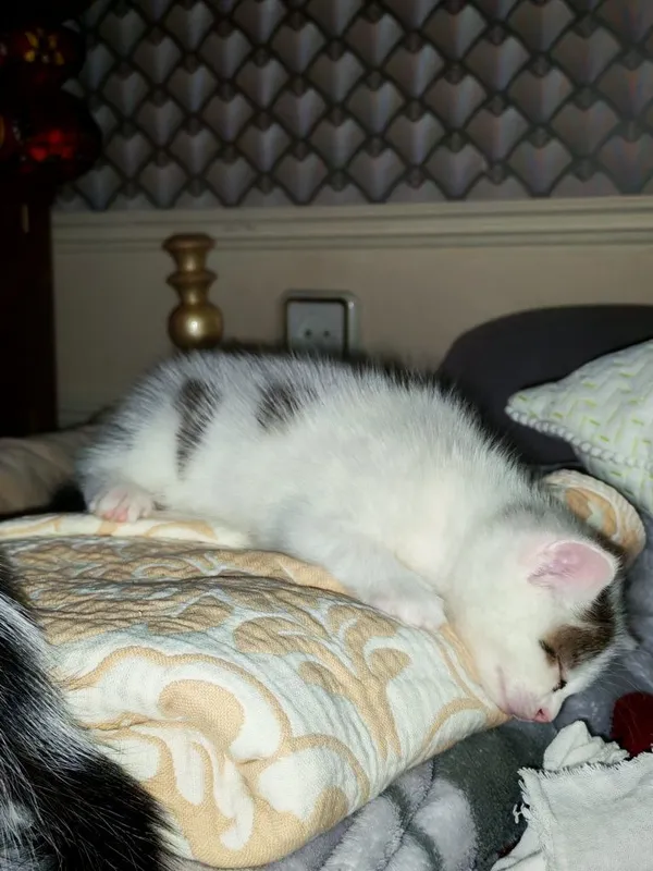 Котята в добрые руки — фото 1
