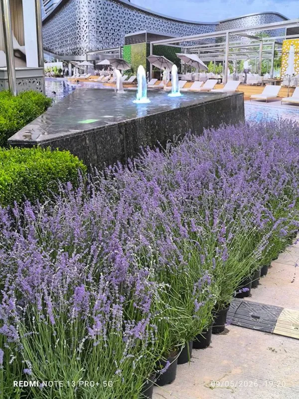 Lavanda gullari . Soniga qarab narxini gaplashamiza. — фото 1
