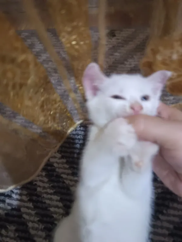 отдам бесплатно котята — фото 5