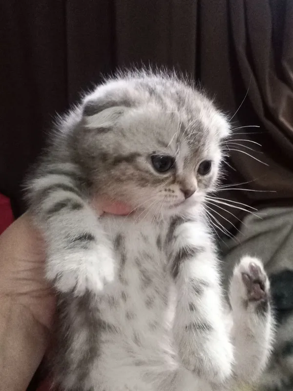 Продам котят шиншила вислоушка и страйки.