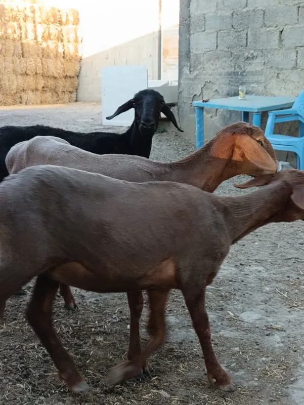 Quylar sotiladi. 4