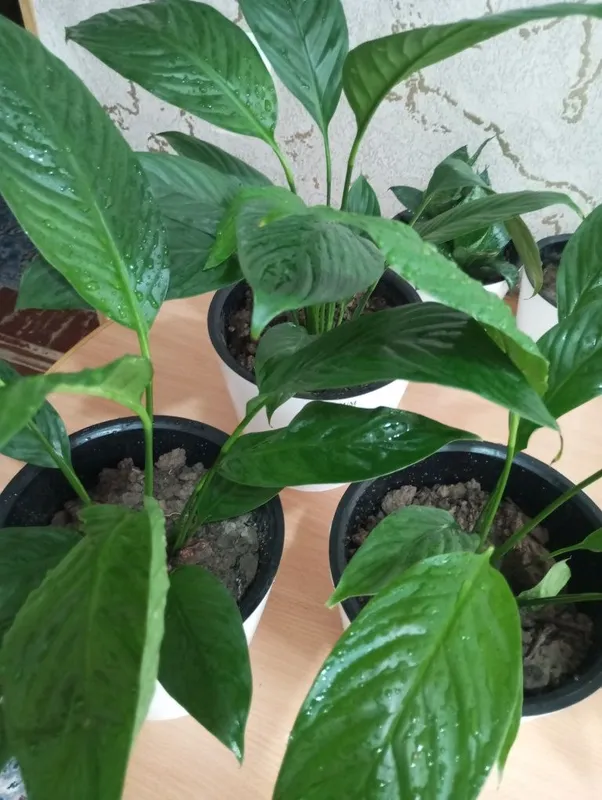 Продается комнатный цветок Женское счастье. 3 Продается комнатный цветок Женское счастье. 3