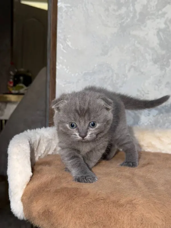 Котята чистокровные 1 Котята чистокровные 1