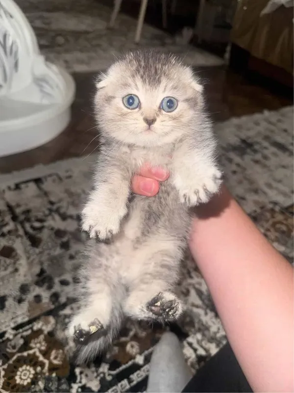 Пародистая кошка, мальчиа