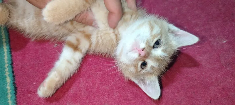 Домашний котёнок мальчик 4 Домашний котёнок мальчик 4