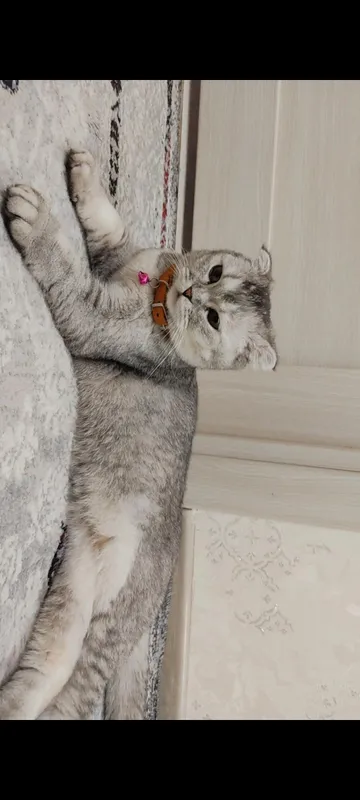 SCOTTISH FOLD MUSHUGI (Bembi)