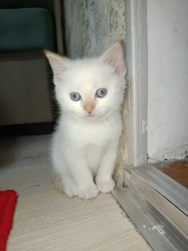 Mushuk bolalari Sotiladi