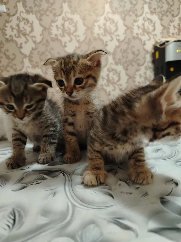 Продаются милые котята 4 Продаются милые котята 4