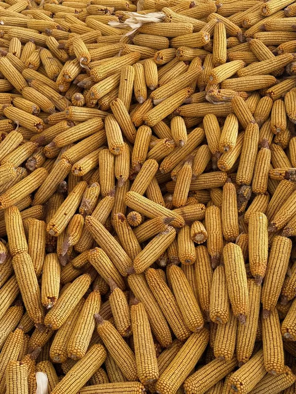120 kunlik makkayi gibrid dono kotta kotta — фото 1