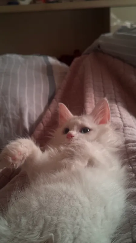 Котенок в добрые руки 3