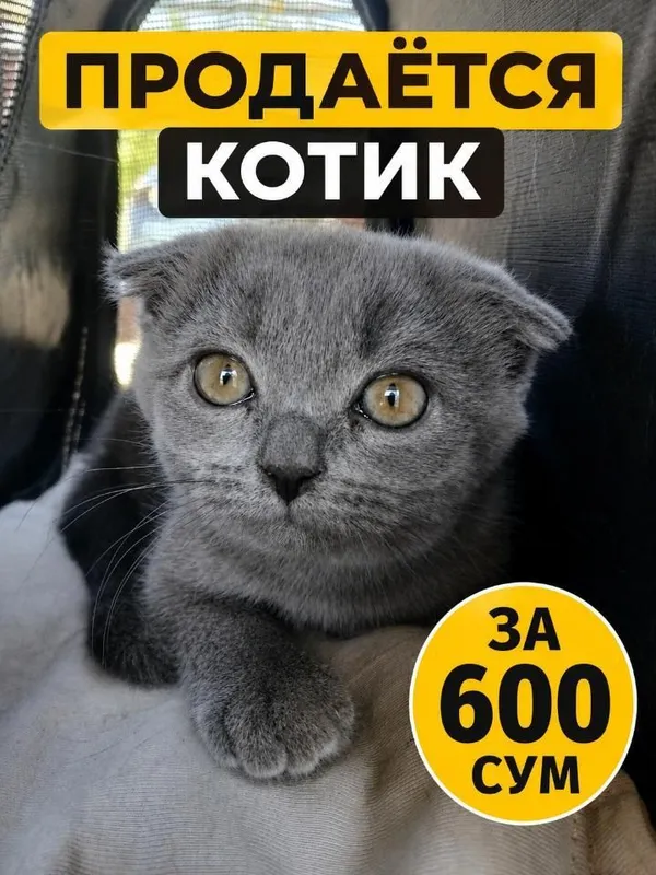 мушук пародиа веслаухий британский