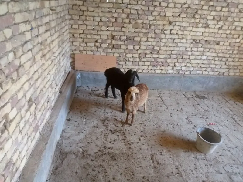 Egiz barra sotiladi 1 Egiz barra sotiladi 1