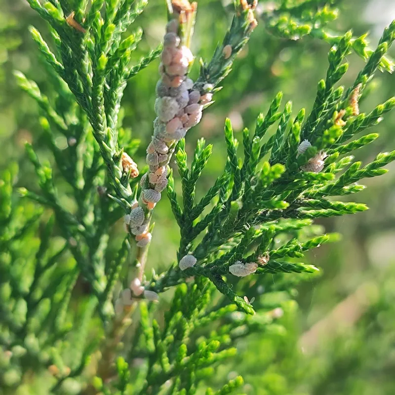 Gazon kesamiz archa kesamiz dorilimiz agro hizmat — фото 2