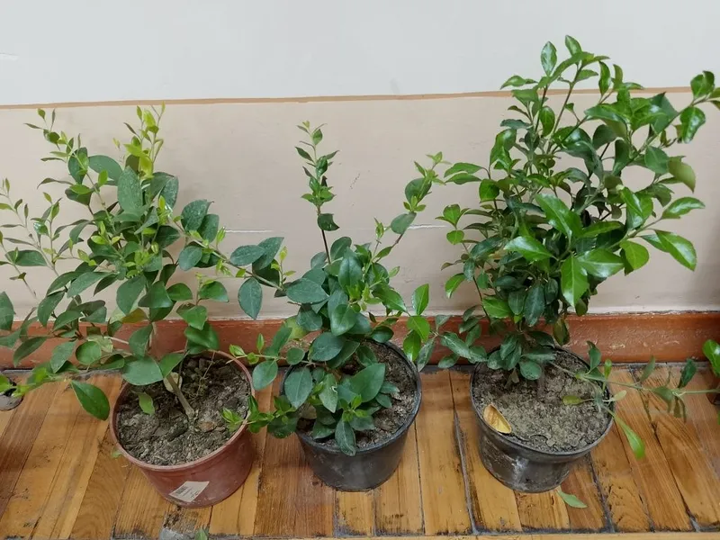 Продам растения в горшках 7