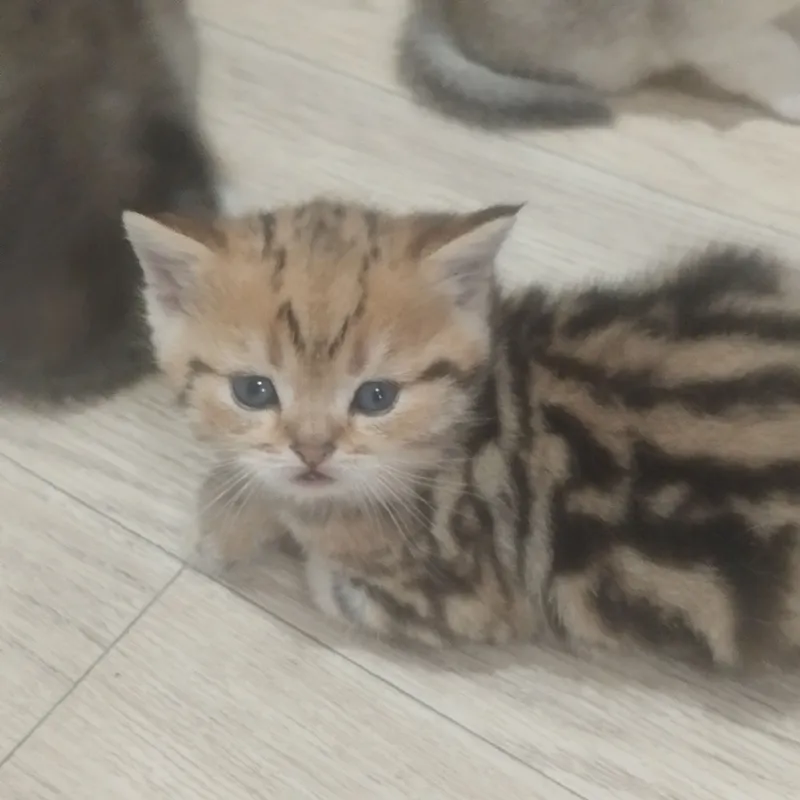 весло ухий котёнок есть три шт весло ухий котёнок есть три шт