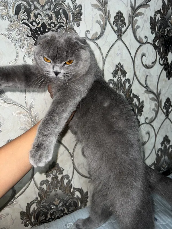 Scottish Fold urg‘ochi mushuk sotiladi 2 Scottish Fold urg‘ochi mushuk sotiladi 2