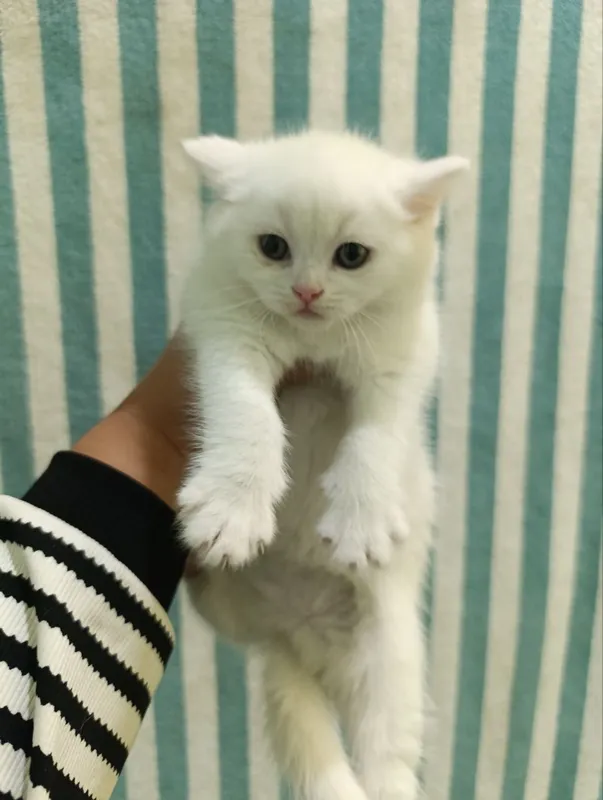 Продаётся котёнок скоттиш фолд