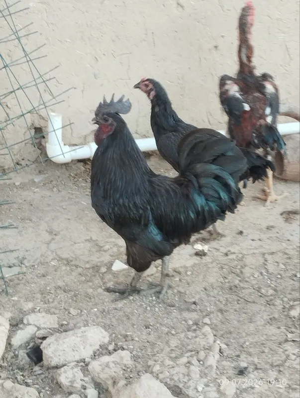 Jo'jalar sotiladi 3 Jo'jalar sotiladi 3