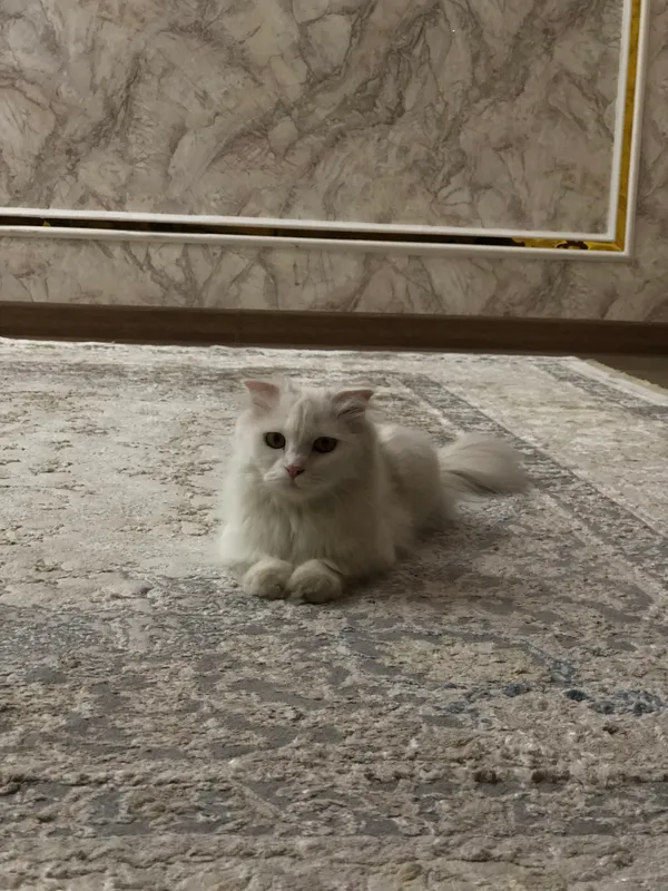 Продаётся скоттиш-фолд (цена обсуждается) 4 Продаётся скоттиш-фолд (цена обсуждается) 4
