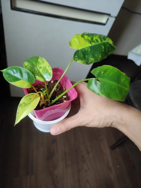 Филодендрон Бурле Макс Вариегатный (Philodendron Burle Marx Variegata